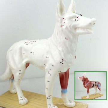 A05 (12005) modelos de acupuntura anatômica canina cão veterinário plástico 12005